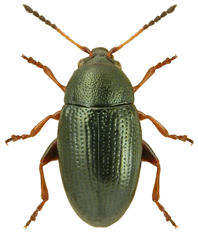 Mantura obtusata
